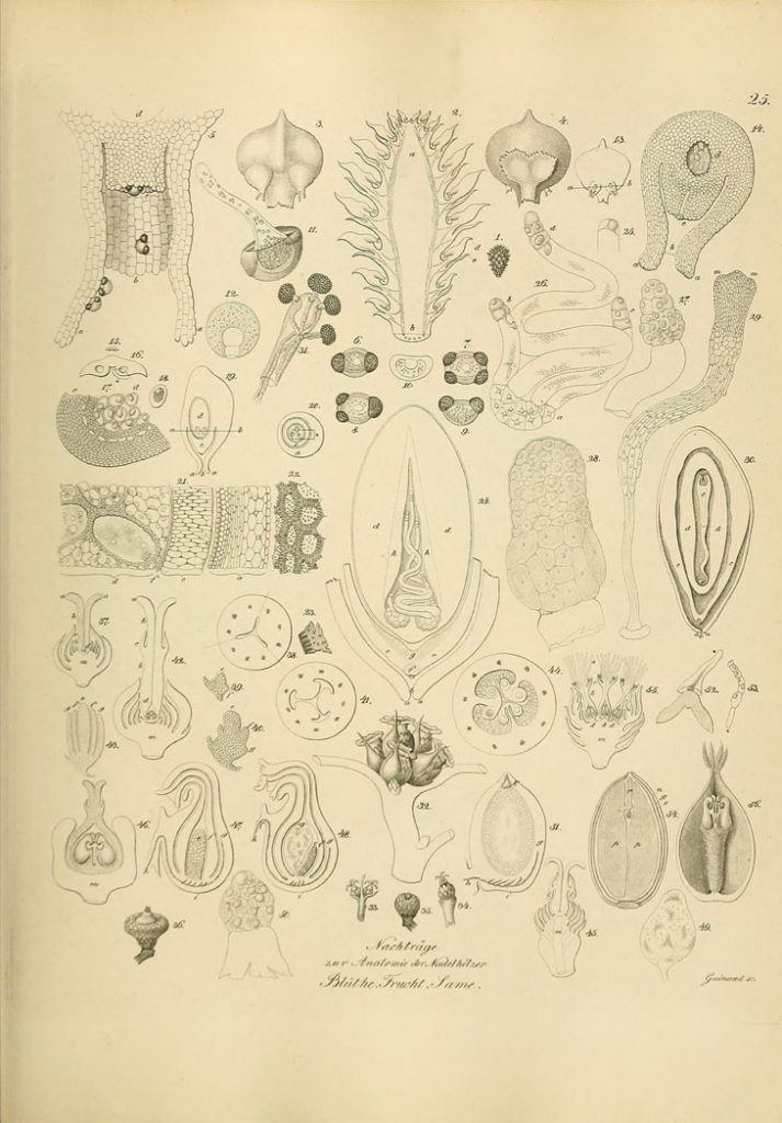 illustrations botaniques et animales