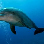 dauphin