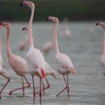 Flamants roses en Albanie
