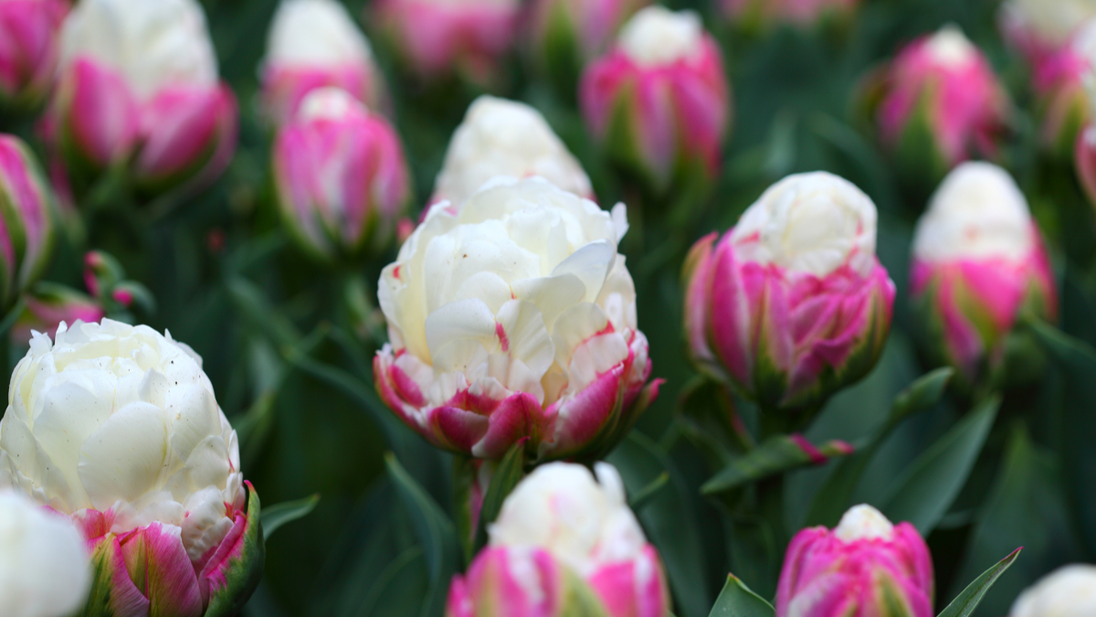 Ces magnifiques tulipes qui ressemblent à des glaces vont vous mettre l'eau  à la bouche