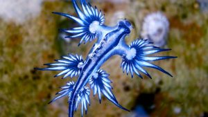 Ces « dragons bleus des mers » envahissent les plages du Texas pour de