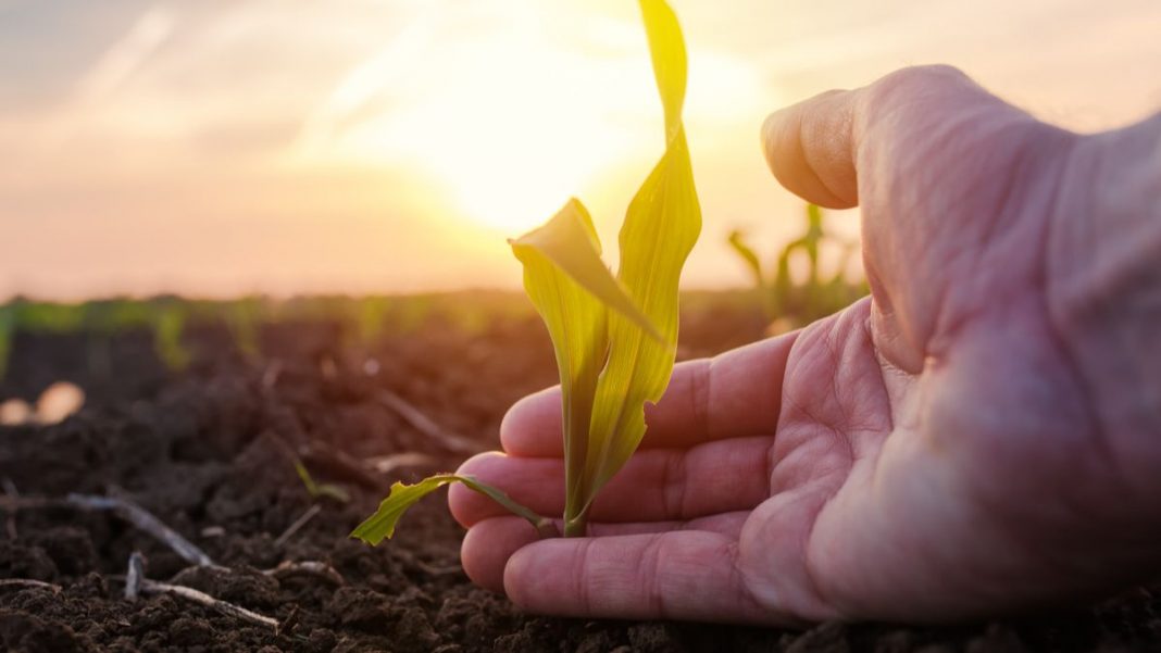 Les plantes stressées transmettent des « souvenirs » afin de rendre