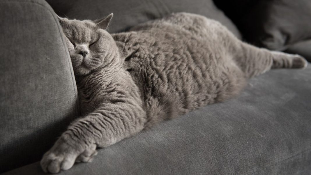 Ces amoureux des animaux confectionnent d&rsquo;adorables canapés sur mesure