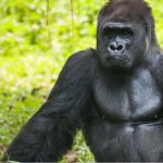 gorille
