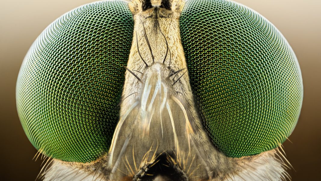 Le principe d’illusion d’optique chez l’Homme expliqué grâce aux mouches — free download