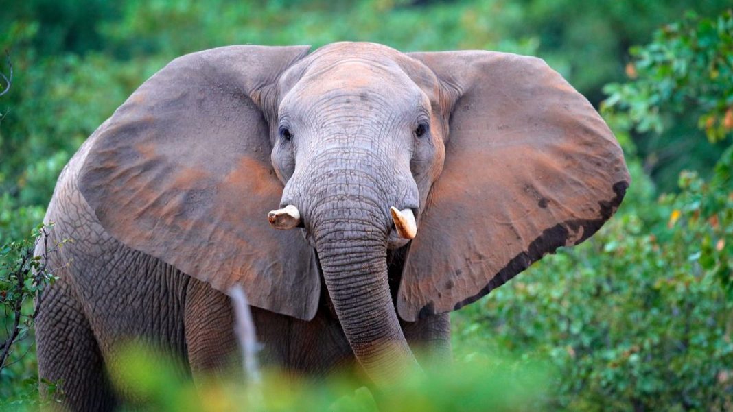 Ivory Coast's Forest Elephants Are Currently In Mass Extinction ...