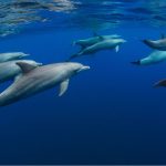 dauphins