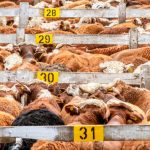 maltraitance-animale