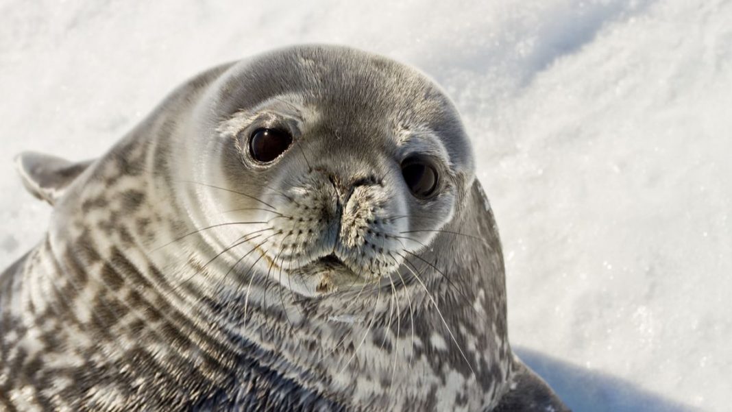 Weddell seals communicate using ultrasound