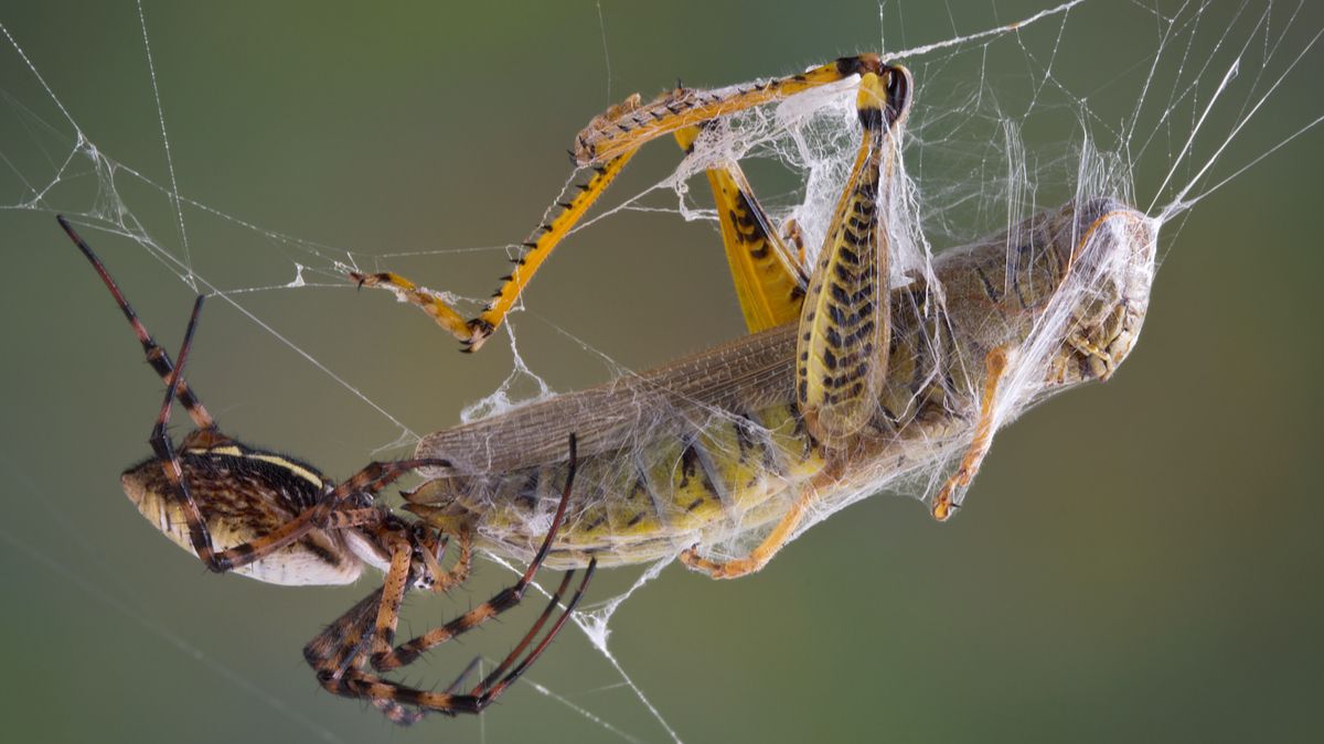 Ces araignées utilisent leur toile comme poulie pour soulever des proies de  50 fois leur poids