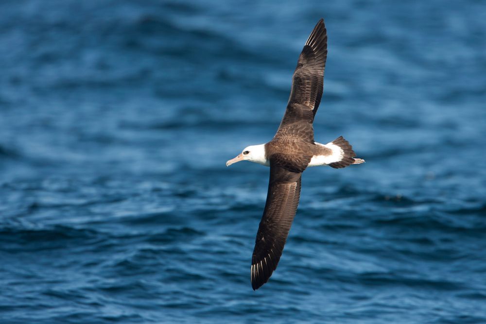 L’albatros de Laysan