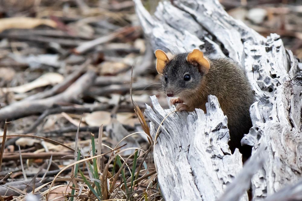 L’antechinus