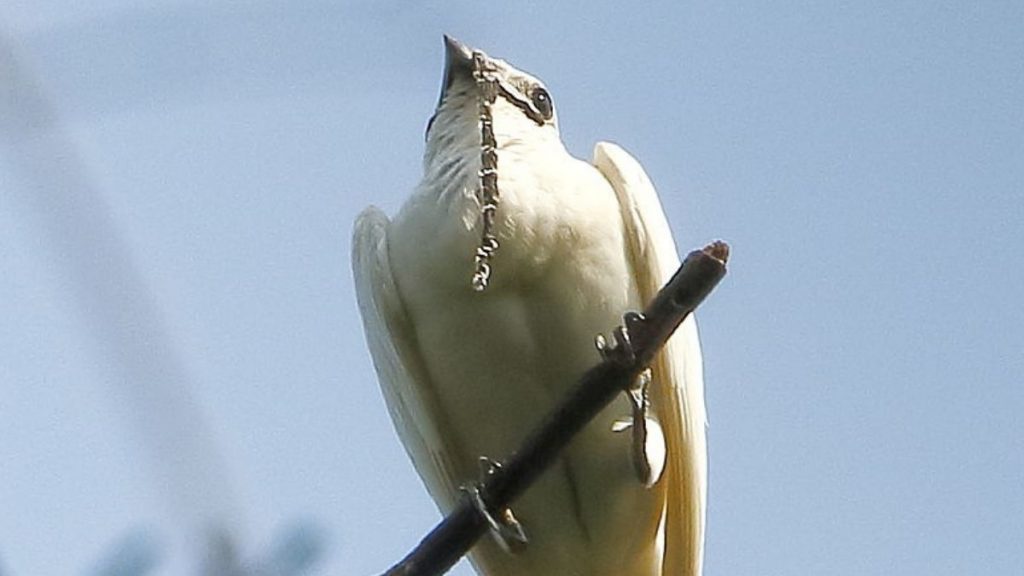 L’araponga blanc