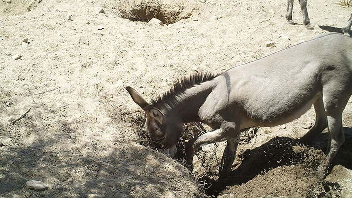 Les chevaux et les ânes sauvages creusent des puits dans le désert qui stimulent la biodiversité