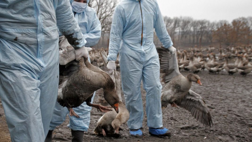 La grippe aviaire touche plus de 150 élevages en France