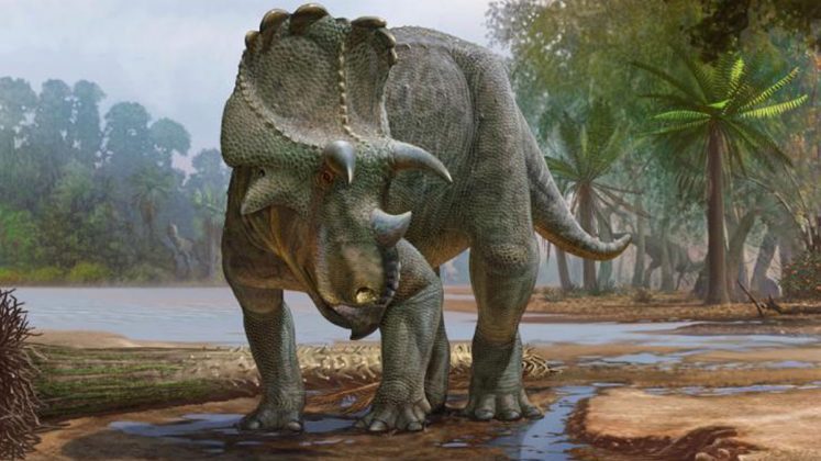 Ce nouveau dinosaure à cornes découvert aux États-Unis était un ancêtre