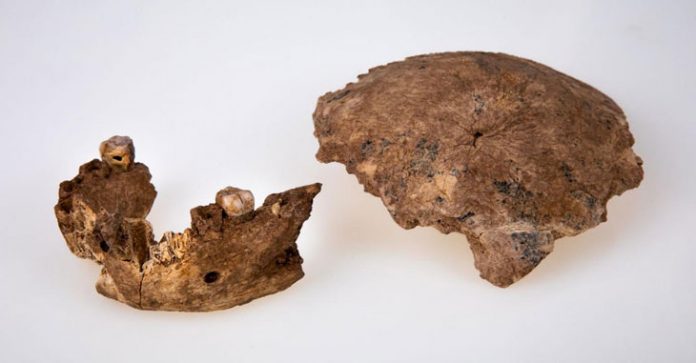 fossile-humain-prehistorique
