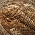 Fossile de trilobite