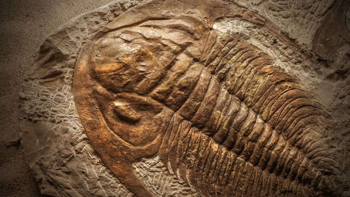 une fossile trilobite