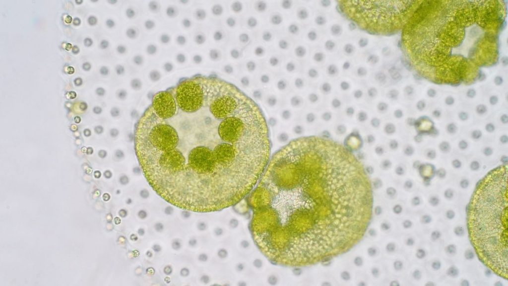 Découverte d'une algue verte vieille d'un milliard d'années, l'ancêtre de  toutes les plantes