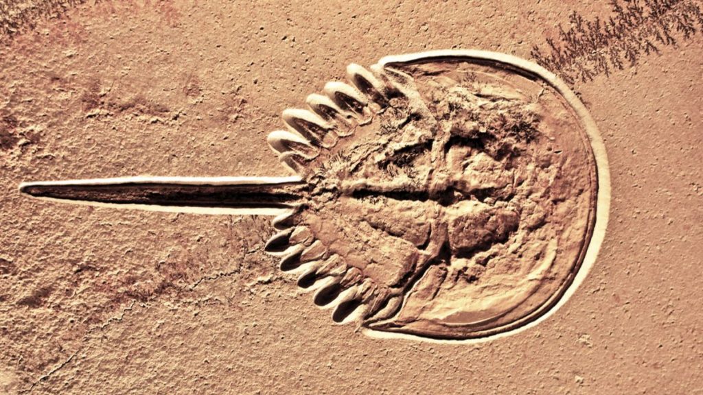 Découverte d’un cerveau fossilisé parfaitement préservé, vieux de 310 millions d’années ! Par Yann Contegat (DGS) Une-cerveau-fossile-1024x576