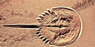 Découverte d’un cerveau fossilisé parfaitement préservé, vieux de 310 millions d’années