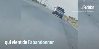Lâchement abandonné, ce husky sibérien court derrière la voiture de son maître avant d’être sauvé