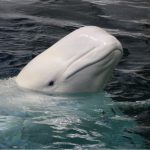 beluga