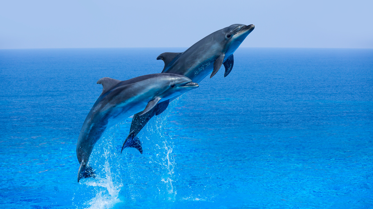 Дельфины прыгают