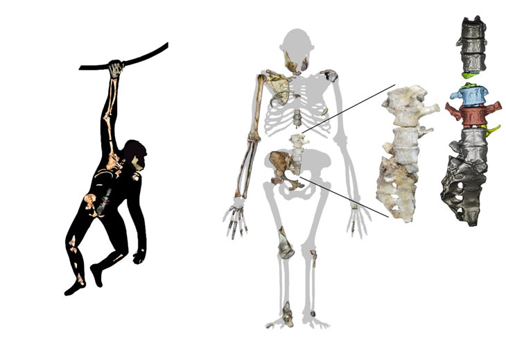 Cet hominidé marchait comme un humain mais grimpait comme un singe ! (vidéo sur Bidfoly.com) Par Yann Contegat Australopithecus-sediba