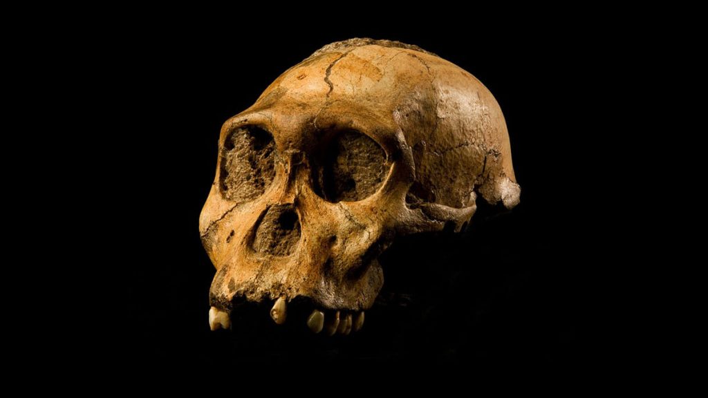 Cet hominidé marchait comme un humain mais grimpait comme un singe ! (vidéo sur Bidfoly.com) Par Yann Contegat Une-australopitheque-1024x576