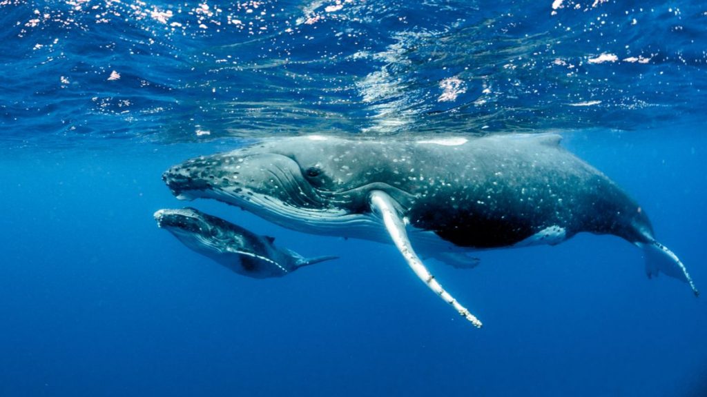 océan baleine