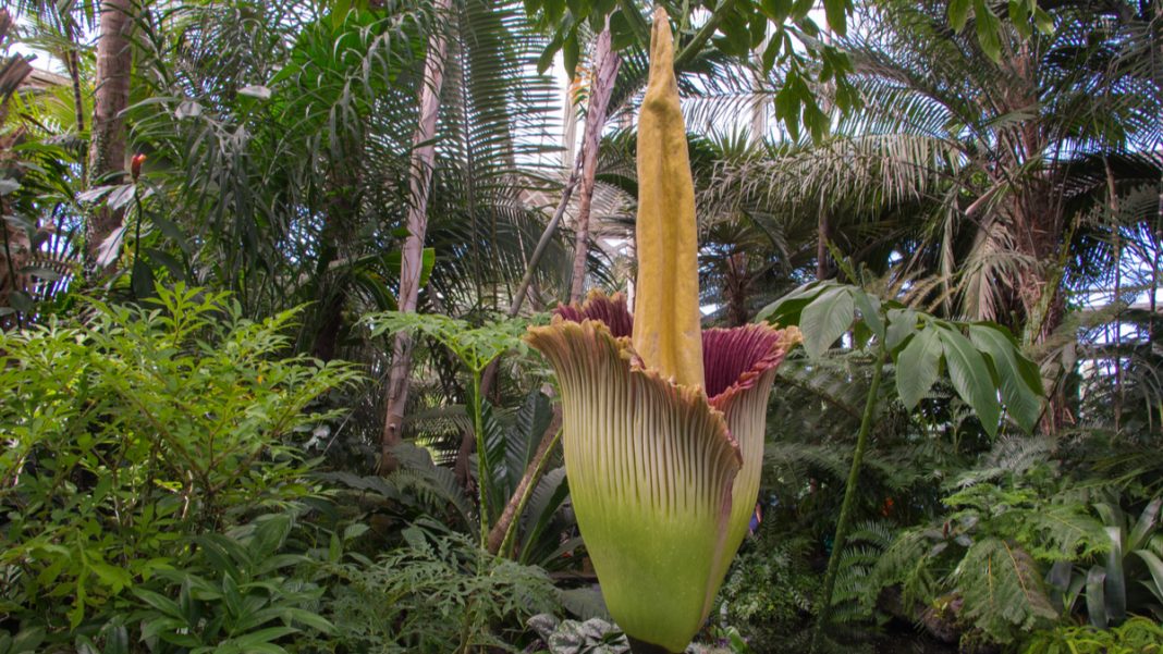 Pour La Première Fois Depuis 25 Ans La Très Rare Plante Pénis A Fleuri Aux Pays Bas 