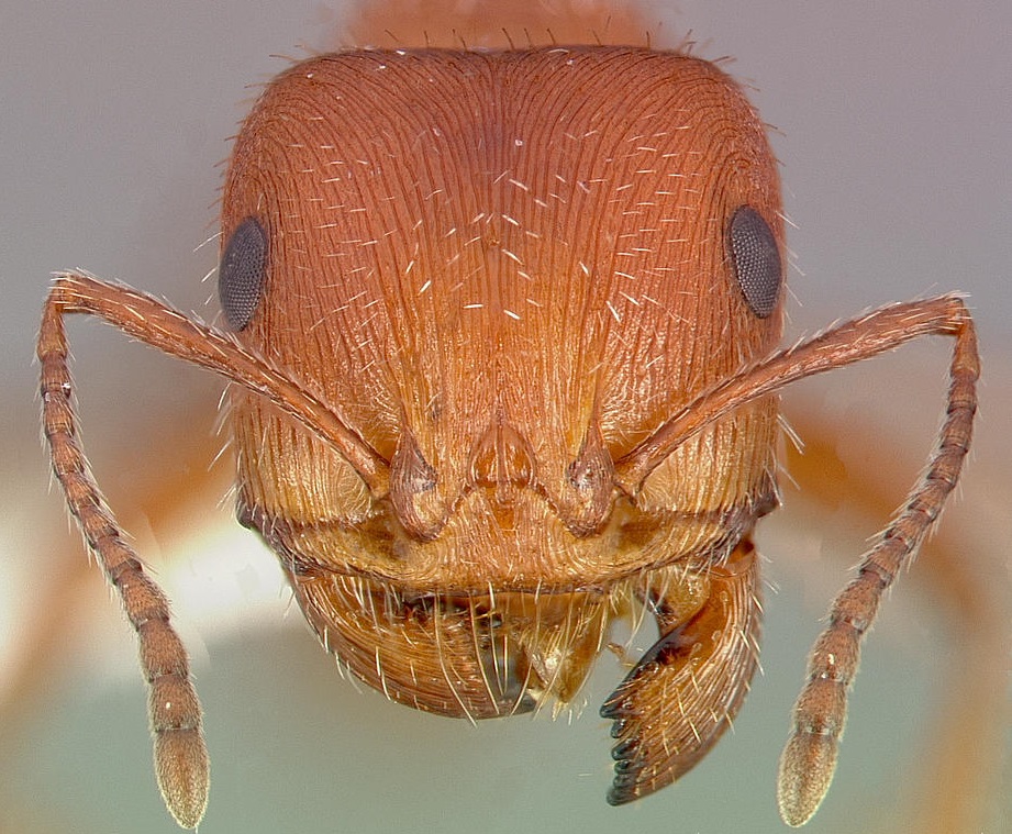 fourmi rouge moissonneuse