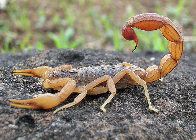 scorpion rouge indien
