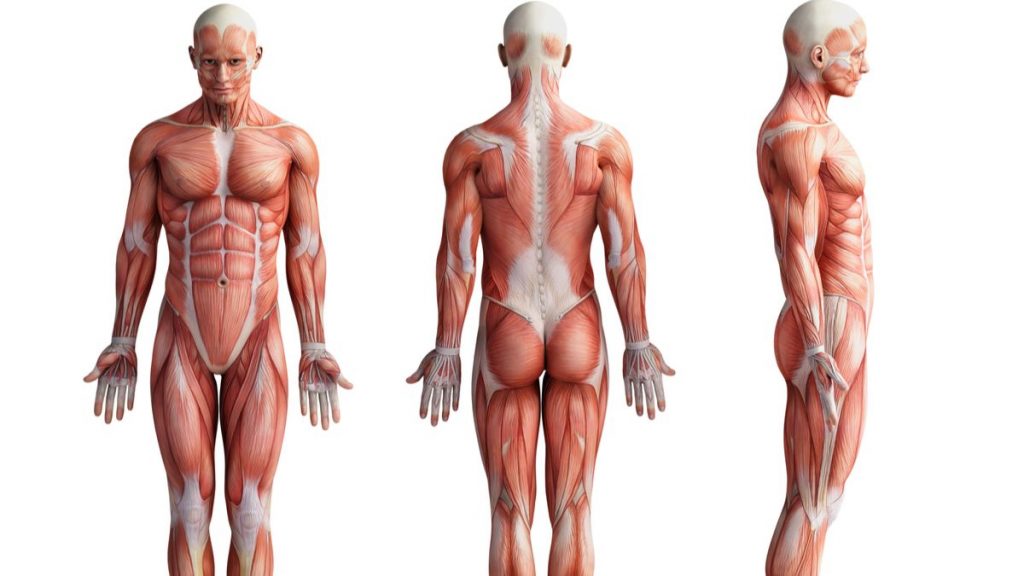 Des chercheurs décrivent une nouvelle partie du corps humain