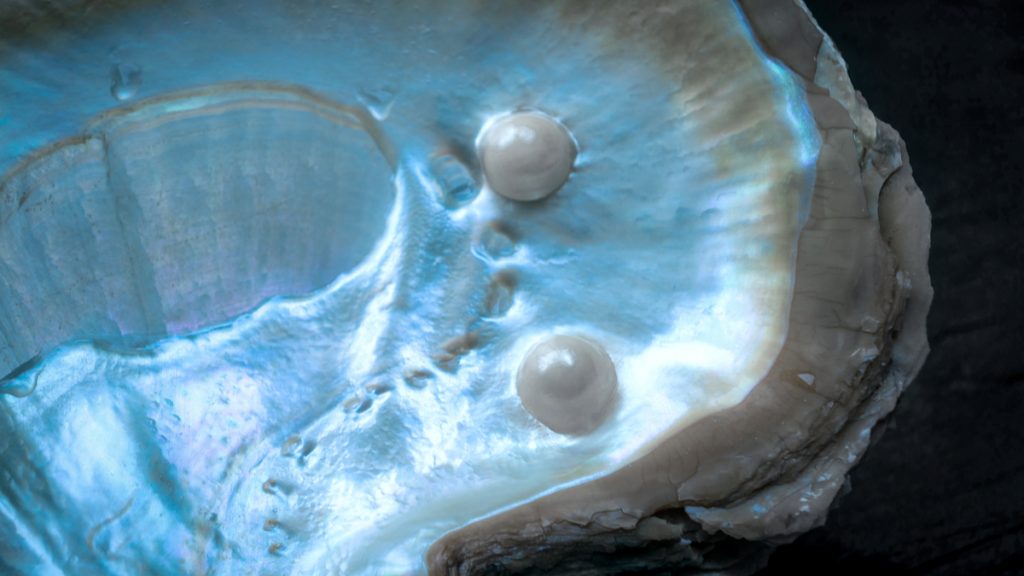 perle mollusque