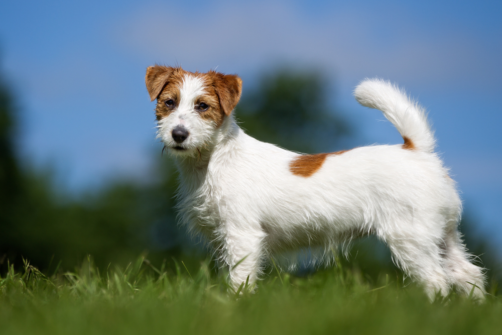 Jack Russell terr