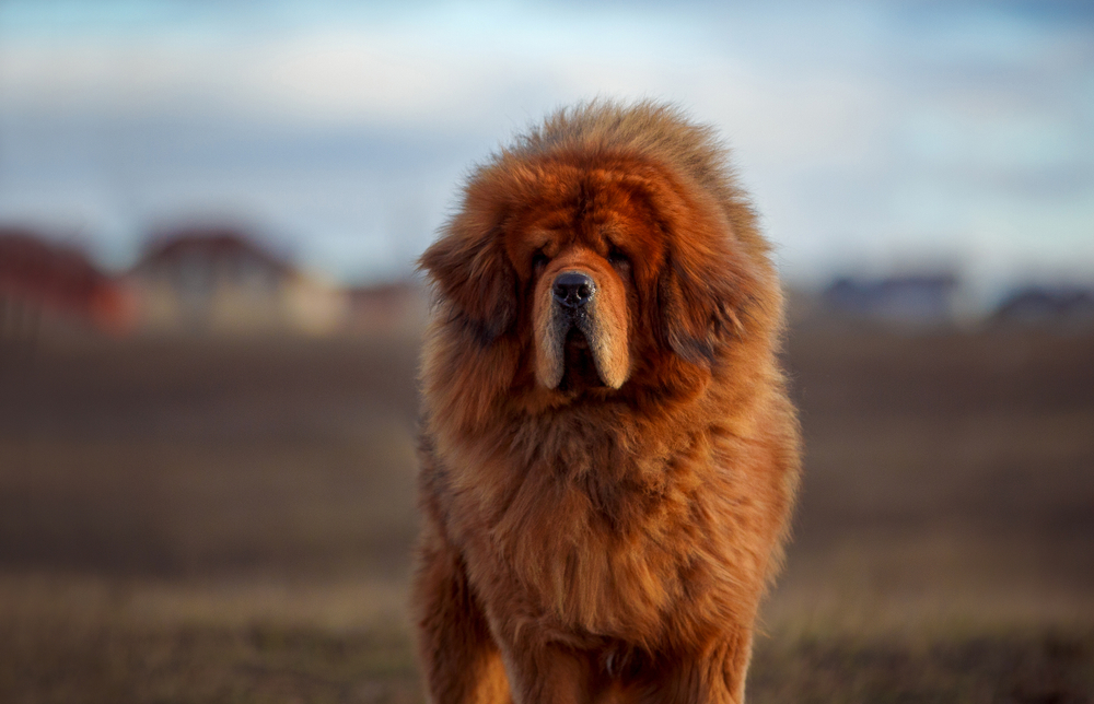 Les 10 races de chiens les plus rares au monde