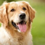 golden-retriever