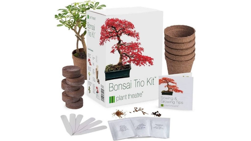 Kit bonsaï à faire pousser