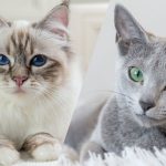 une-chats-miaulement