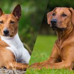 une-chien-aboie-jamais