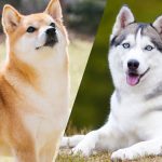 une-chiens-education