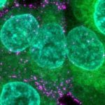 une-covid-laboratoire