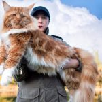 maine coon