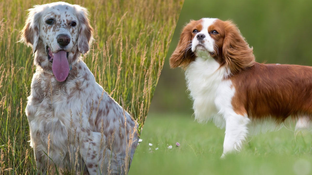 Las 10 razas de perros más populares de los franceses