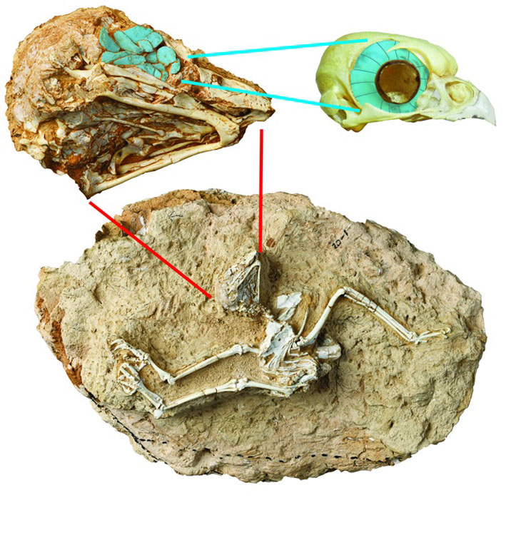 Découverte d’un fossile de hibou préhistorique chassant le jour en Chine ! Par Yann Contegat (DGS) Fossile-chouette-prehistorique
