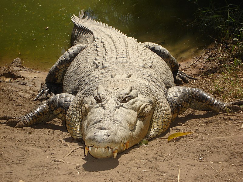 crocodile marin