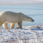 ours-polaire